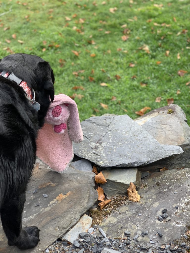 A black dog holding a pink blanket and piggy in her mouth
